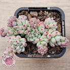 Echeveria 'Caramel Elf'