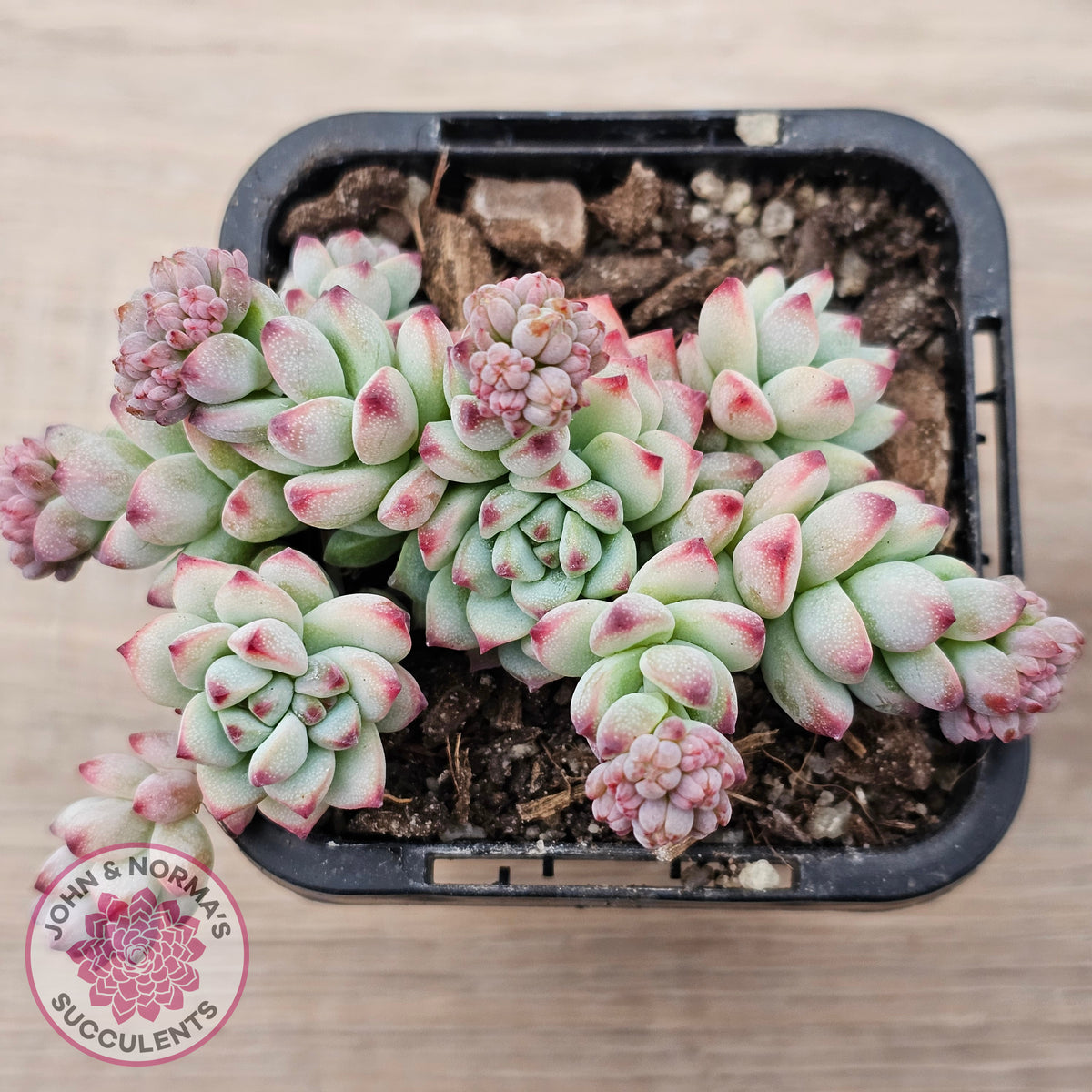 Echeveria 'Caramel Elf'