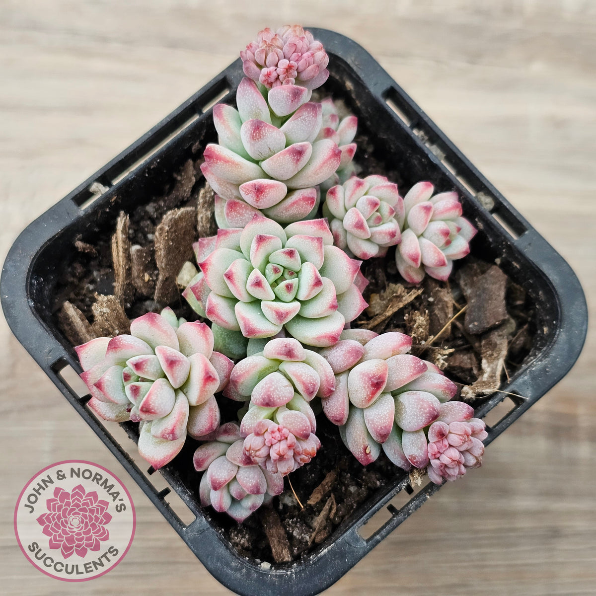 Echeveria 'Caramel Elf'
