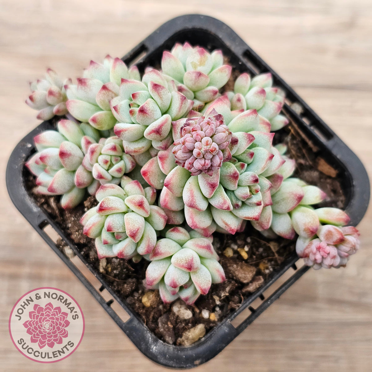 Echeveria 'Caramel Elf'