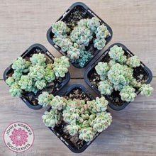 Load image into Gallery viewer, Echeveria 'Caramel Elf'
