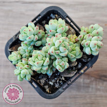 Load image into Gallery viewer, Echeveria 'Caramel Elf'
