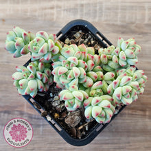 Load image into Gallery viewer, Echeveria 'Caramel Elf'
