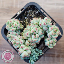 Load image into Gallery viewer, Echeveria 'Caramel Elf'
