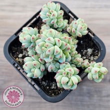 Load image into Gallery viewer, Echeveria 'Caramel Elf'
