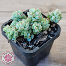 Load image into Gallery viewer, Echeveria 'Caramel Elf'
