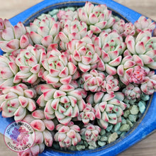 Load image into Gallery viewer, Echeveria &#39;Caramel Elf&#39;

