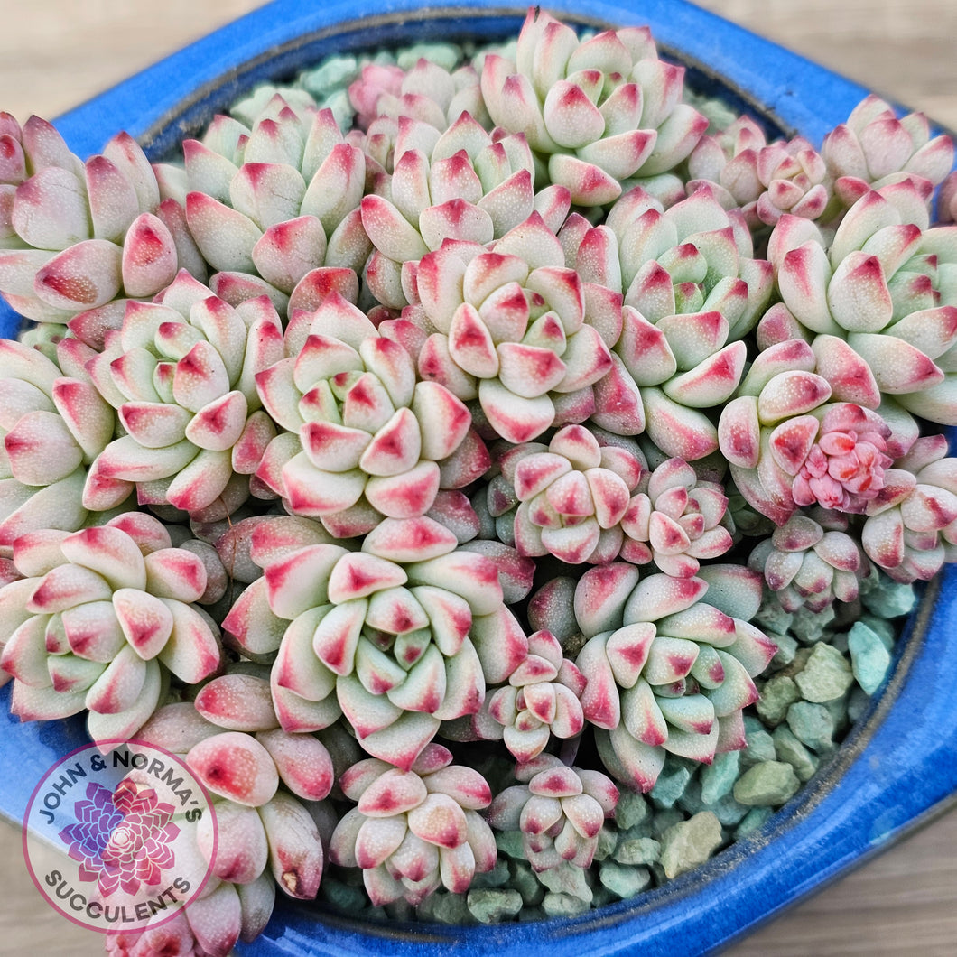 Echeveria 'Caramel Elf'