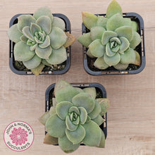 Load image into Gallery viewer, Echeveria Carnicolor
