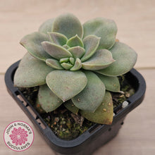 Load image into Gallery viewer, Echeveria Carnicolor
