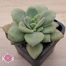 Load image into Gallery viewer, Echeveria Carnicolor
