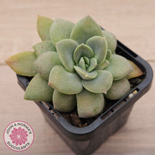 Load image into Gallery viewer, Echeveria Carnicolor
