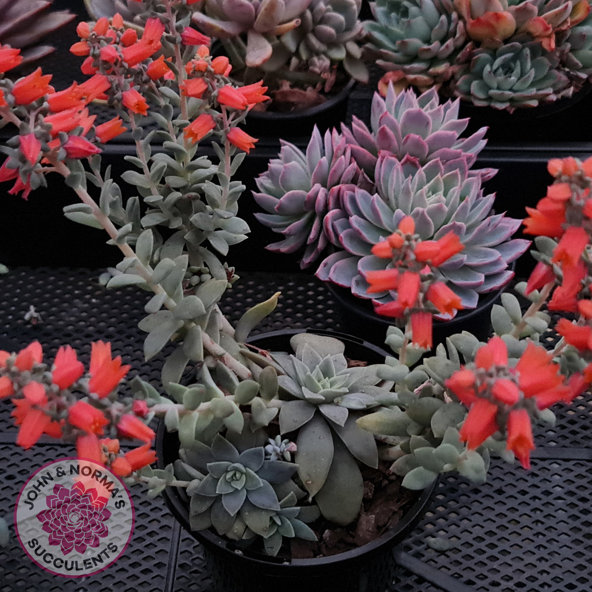 Echeveria Carnicolor