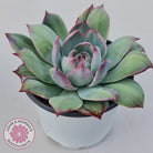 Echeveria Casio Silk Variegata