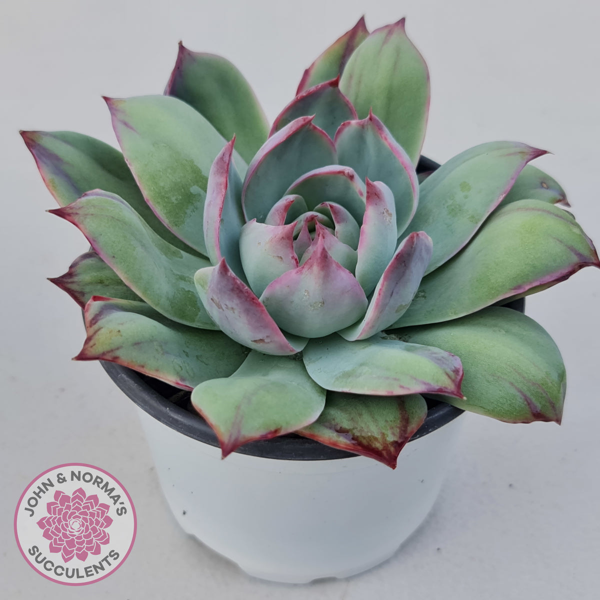 Echeveria Casio Silk Variegata
