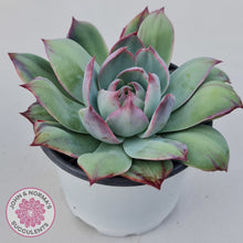 Load image into Gallery viewer, Echeveria Casio Silk Variegata
