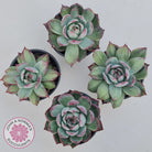 Echeveria Casio Silk Variegata