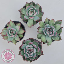 Load image into Gallery viewer, Echeveria Casio Silk Variegata
