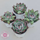 Echeveria Casio Silk Variegata