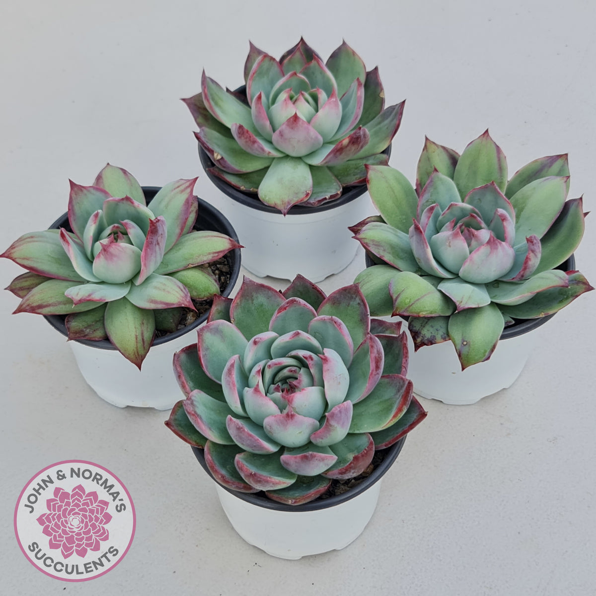 Echeveria Casio Silk Variegata