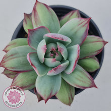 Load image into Gallery viewer, Echeveria Casio Silk Variegata
