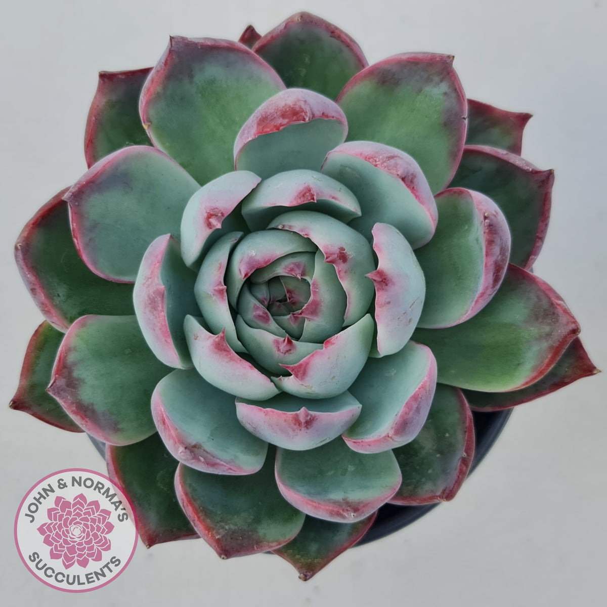 Echeveria Casio Silk Variegata