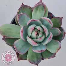 Load image into Gallery viewer, Echeveria Casio Silk Variegata
