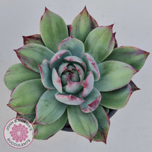 Load image into Gallery viewer, Echeveria Casio Silk Variegata
