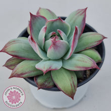 Load image into Gallery viewer, Echeveria Casio Silk Variegata
