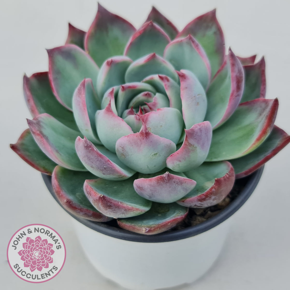Echeveria Casio Silk Variegata