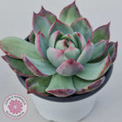 Echeveria Casio Silk Variegata