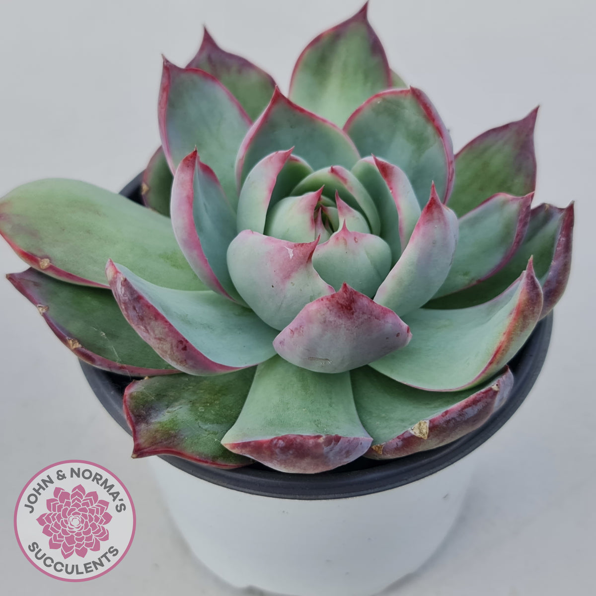 Echeveria Casio Silk Variegata