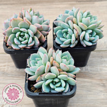 Load image into Gallery viewer, Echeveria 'Castle Elf' (multi)
