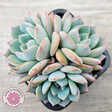 Load image into Gallery viewer, Echeveria 'Castle Elf' (multi)
