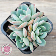 Load image into Gallery viewer, Echeveria 'Castle Elf' (multi)
