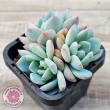 Load image into Gallery viewer, Echeveria 'Castle Elf' (multi)
