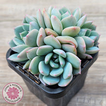 Load image into Gallery viewer, Echeveria 'Castle Elf' (multi)
