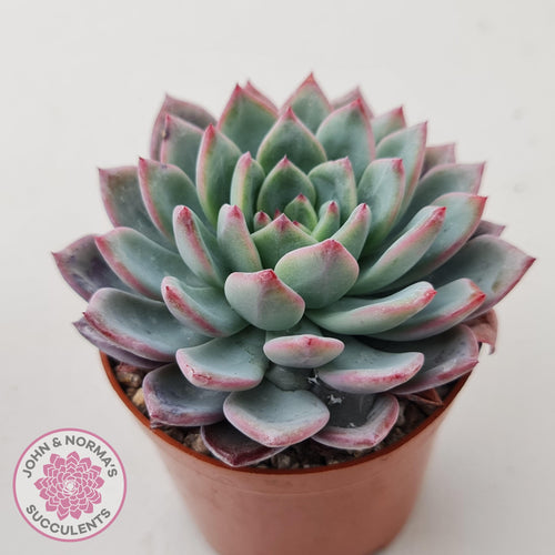 Echeveria 'Castle Elf' - John & Norma's Succulents Australia