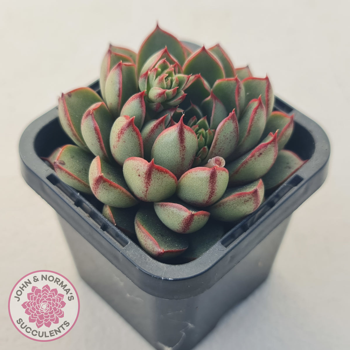 Echeveria 'Cat's Eye'
