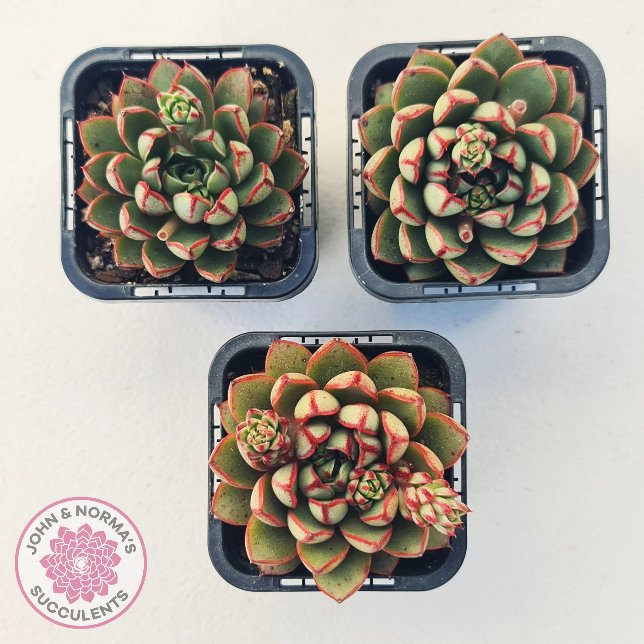 eye succulent Buy Echeveria 'Cat's Eye' Australia
