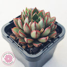 Echeveria 'Cat's Eye'