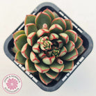 Echeveria 'Cat's Eye'