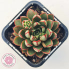 Echeveria 'Cat's Eye'