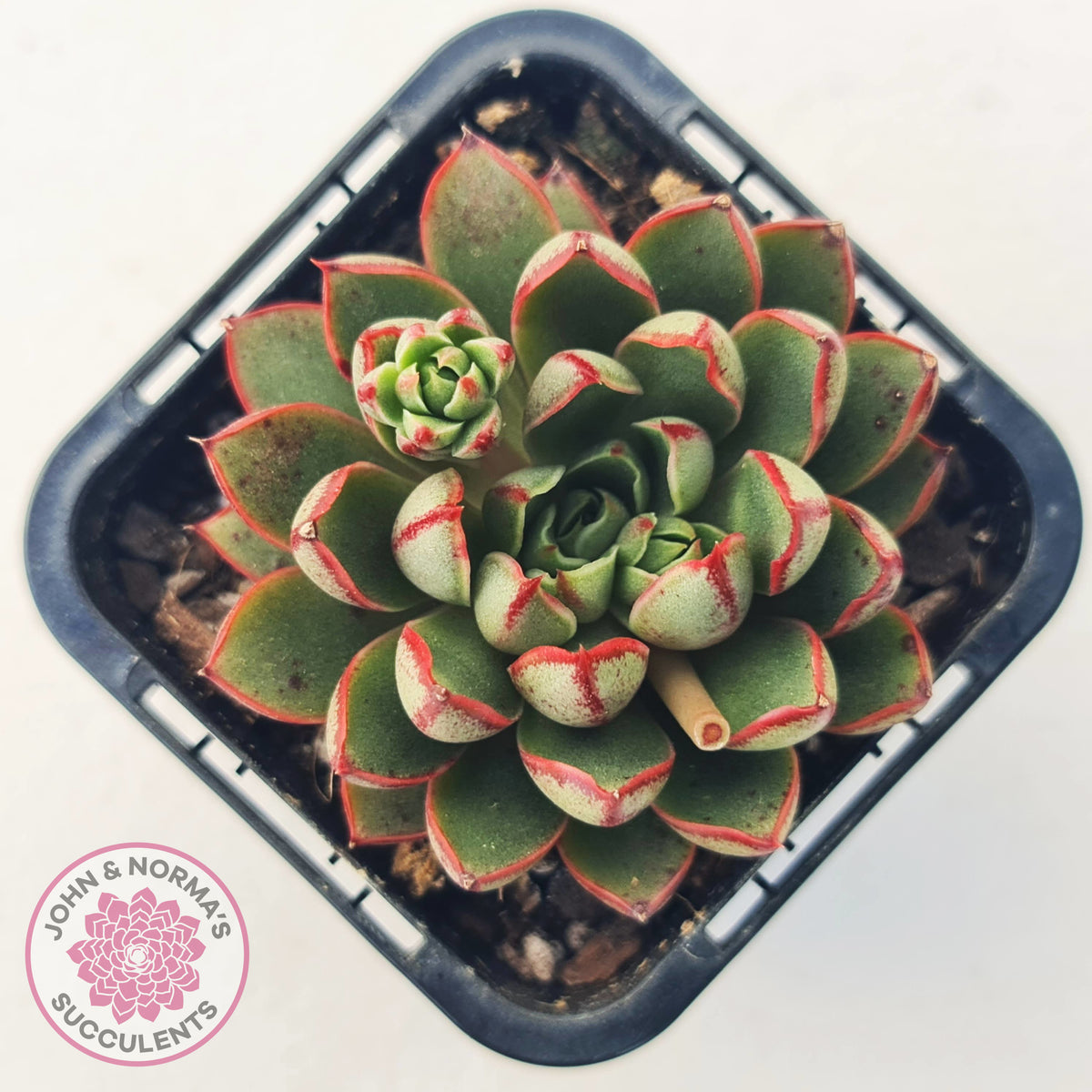 Echeveria 'Cat's Eye'