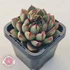Echeveria 'Cat's Eye'