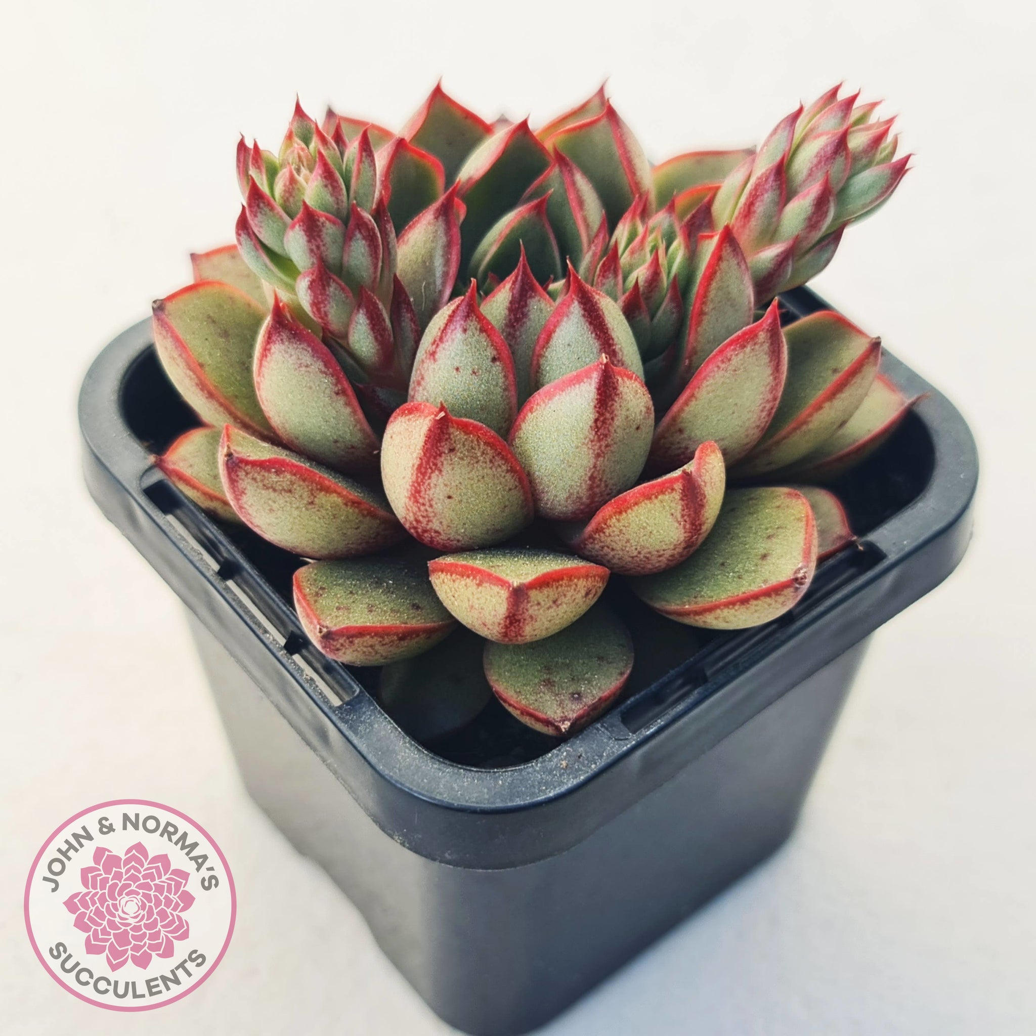Buy Echeveria 'Cat's Eye' Australia