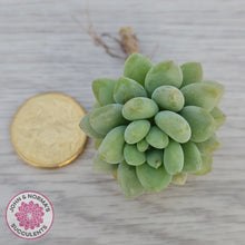 Load image into Gallery viewer, Echeveria 'Caviar' - Cutting
