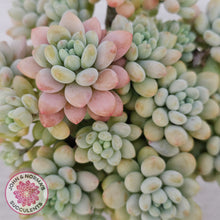 Load image into Gallery viewer, Echeveria 'Caviar' - Cutting

