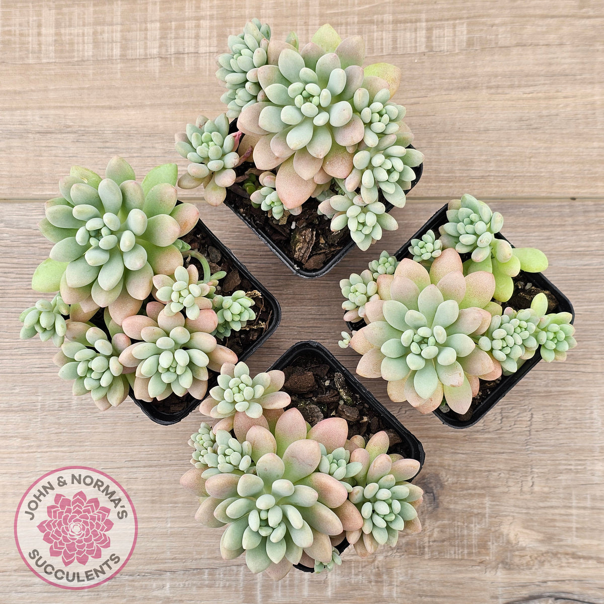 Echeveria 'Caviar'