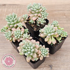Echeveria 'Caviar'
